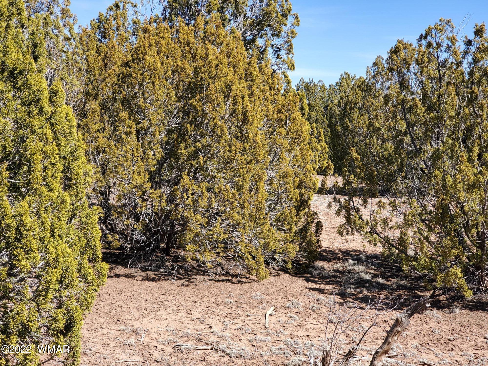 70 County Road Concho, AZ 85924 - Photo 8 of 20