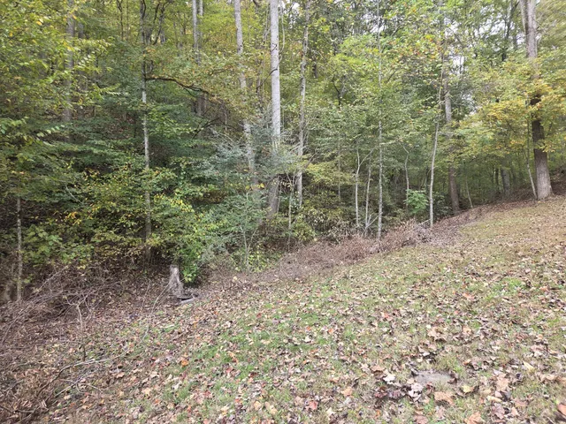 a view of a forest with trees