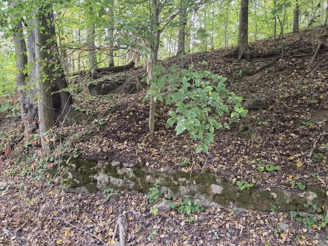 a view of a forest that has a tree