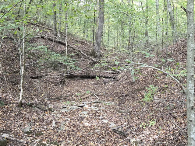 a view of a forest with trees