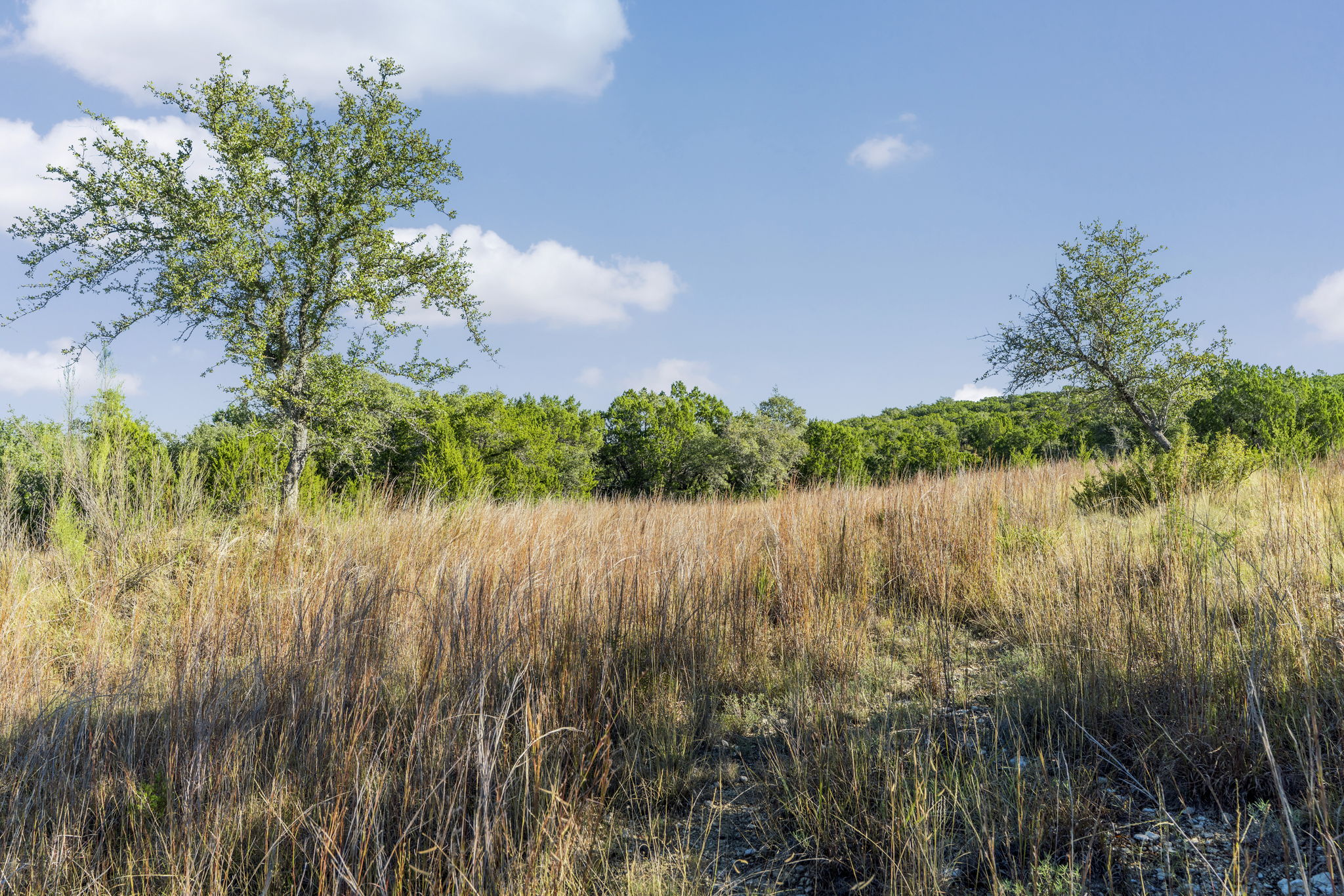 2021 Stagecoach Ranch Road Dripping Springs, TX 78620 - Photo 6 of 35 a view of lake with green space