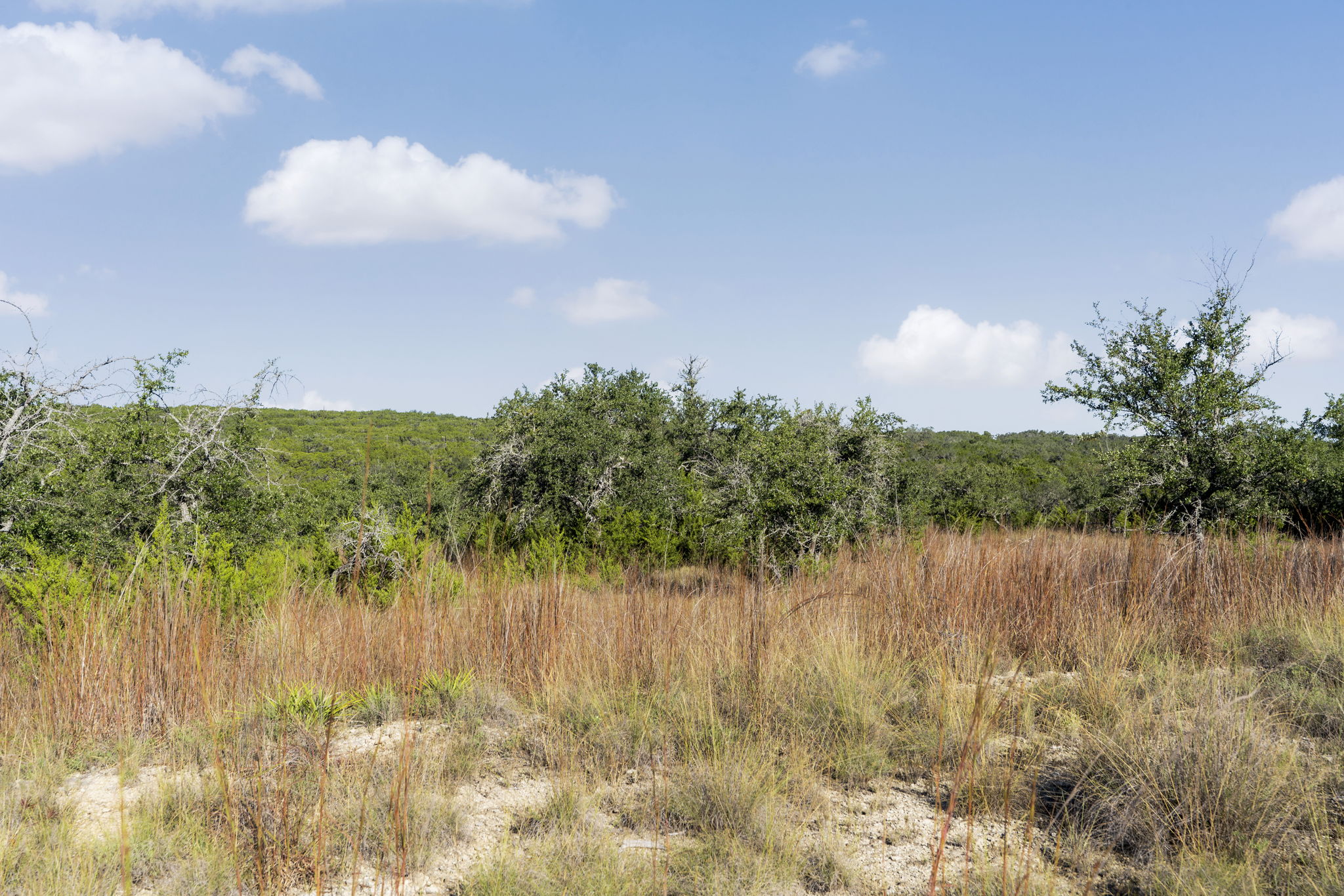 2021 Stagecoach Ranch Road Dripping Springs, TX 78620 - Photo 9 of 35 a view of a lake from a yard