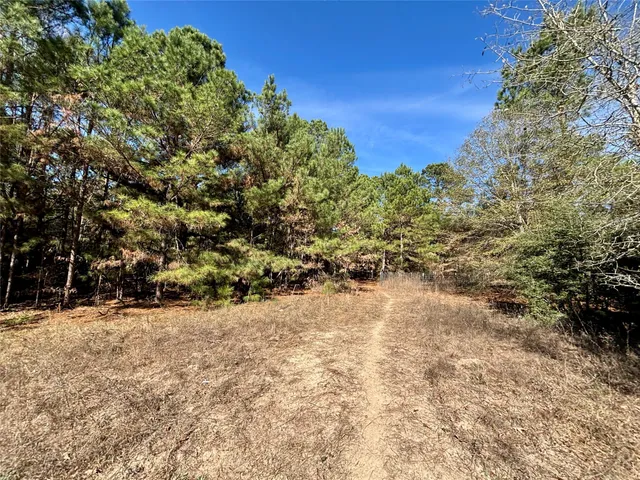 a view of a yard with large trees