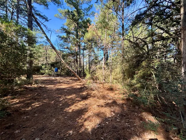 a view of a forest with trees