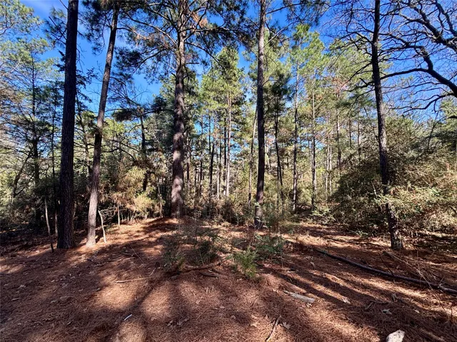 a view of a yard with large trees
