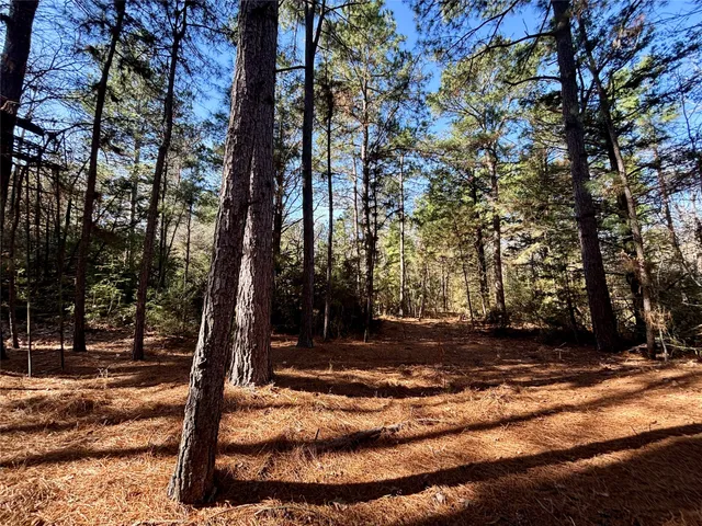 a view of a forest with trees in the background