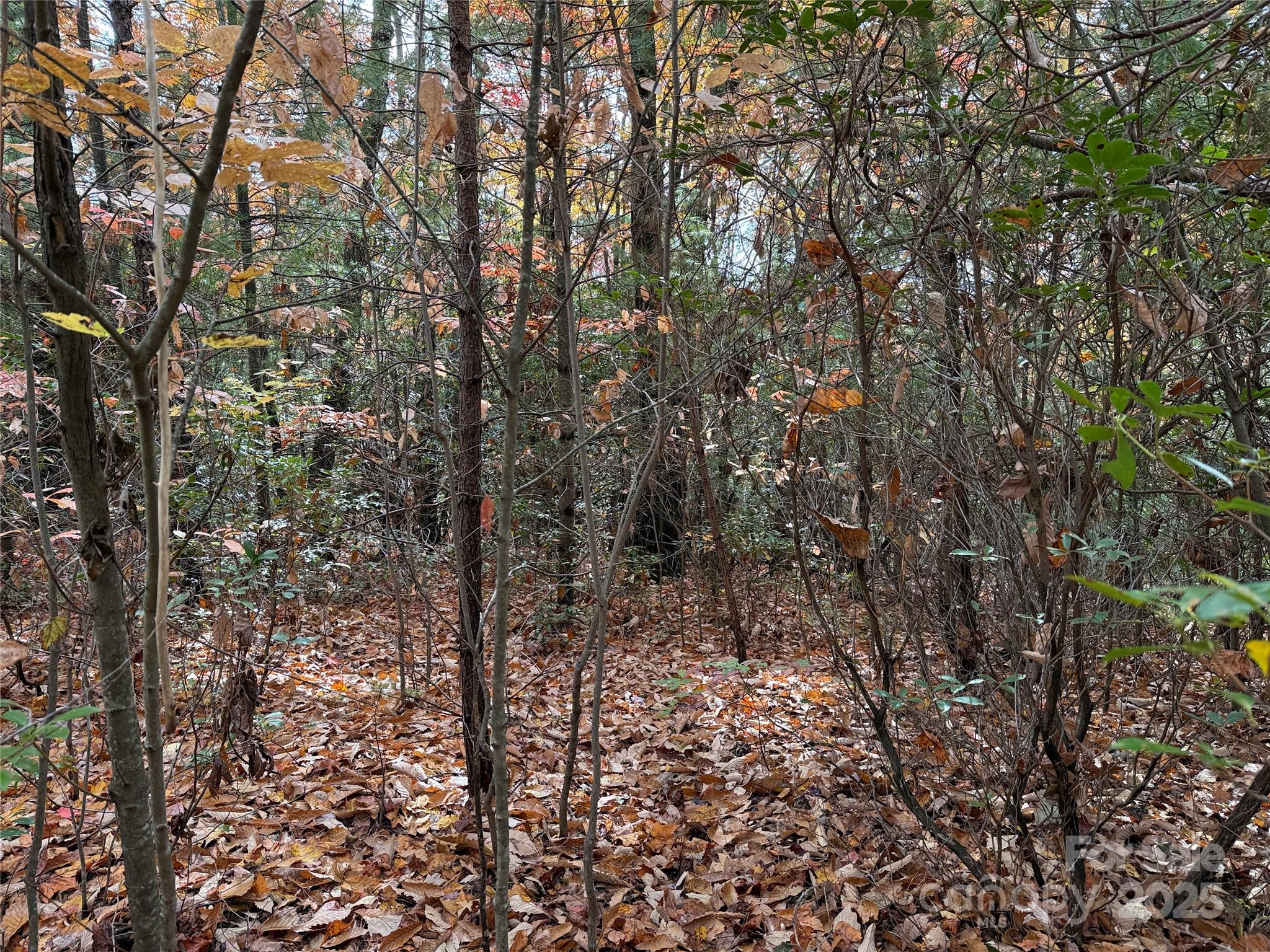 Tbd Casey Mountain Road, Unit 209 Purlear, NC 28665 - Photo 2 of 33 a view of a forest that has large trees