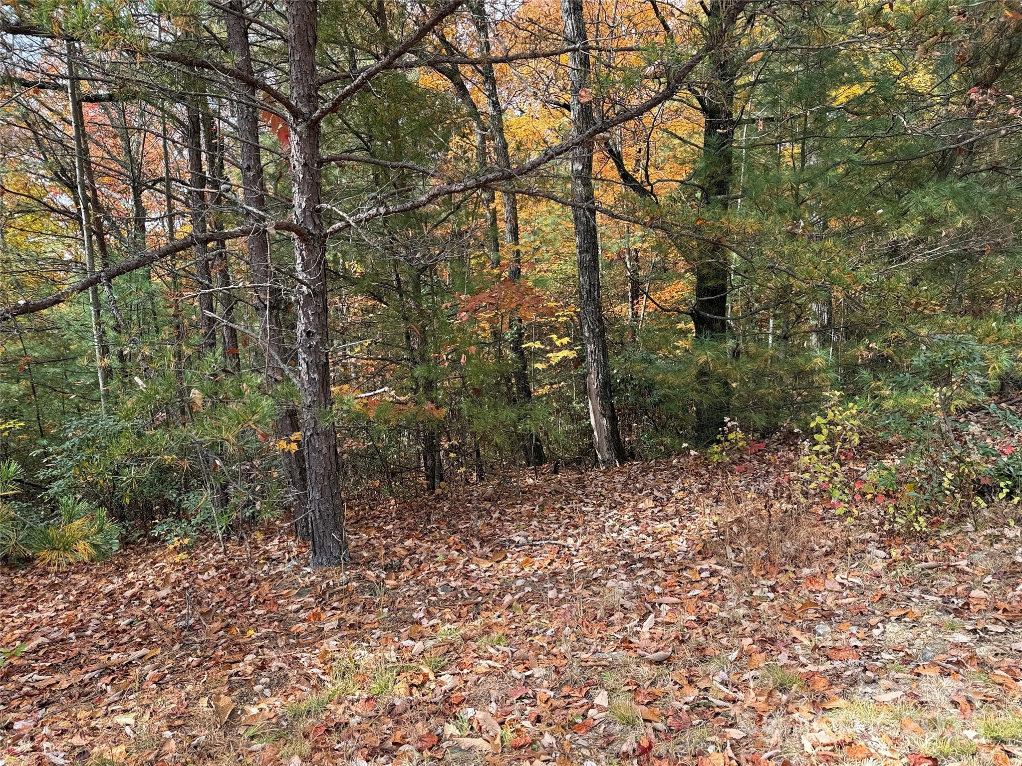 Tbd Casey Mountain Road, Unit 209 Purlear, NC 28665 - Photo 5 of 33 a backyard of a house with lots of green space