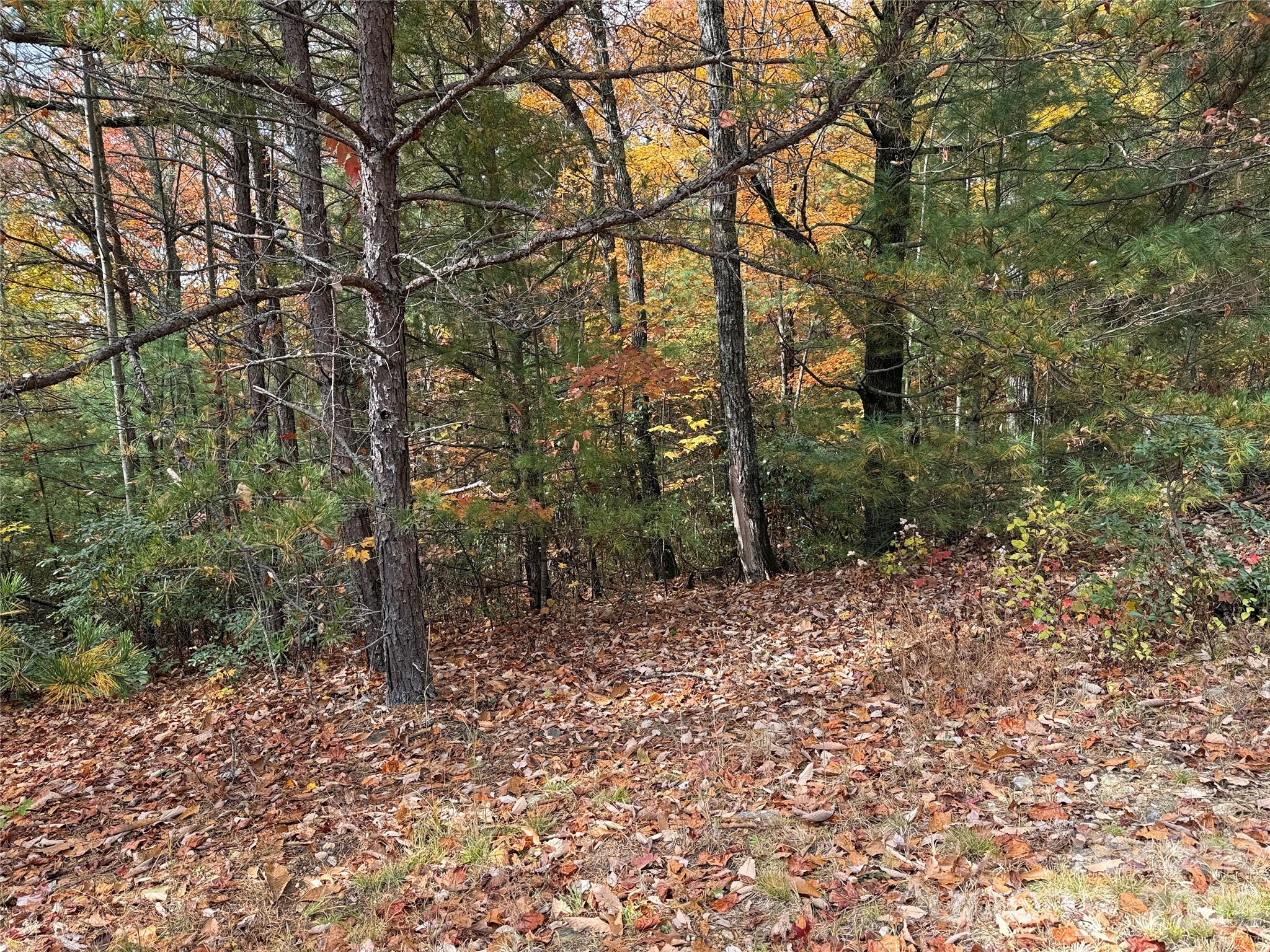 Tbd Casey Mountain Road, Unit 209 Purlear, NC 28665 - Photo 6 of 34