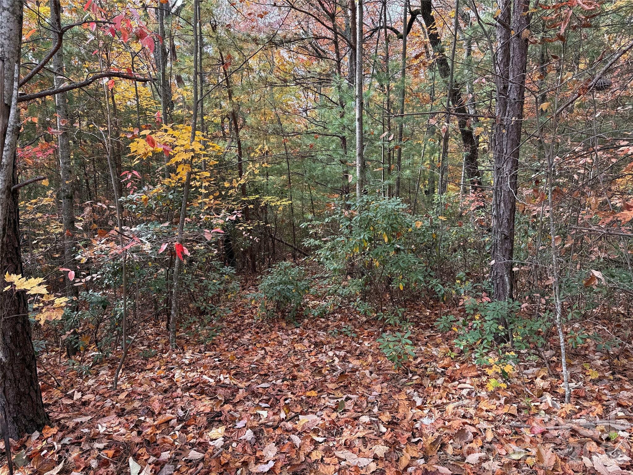 Tbd Casey Mountain Road, Unit 209 Purlear, NC 28665 - Photo 7 of 34