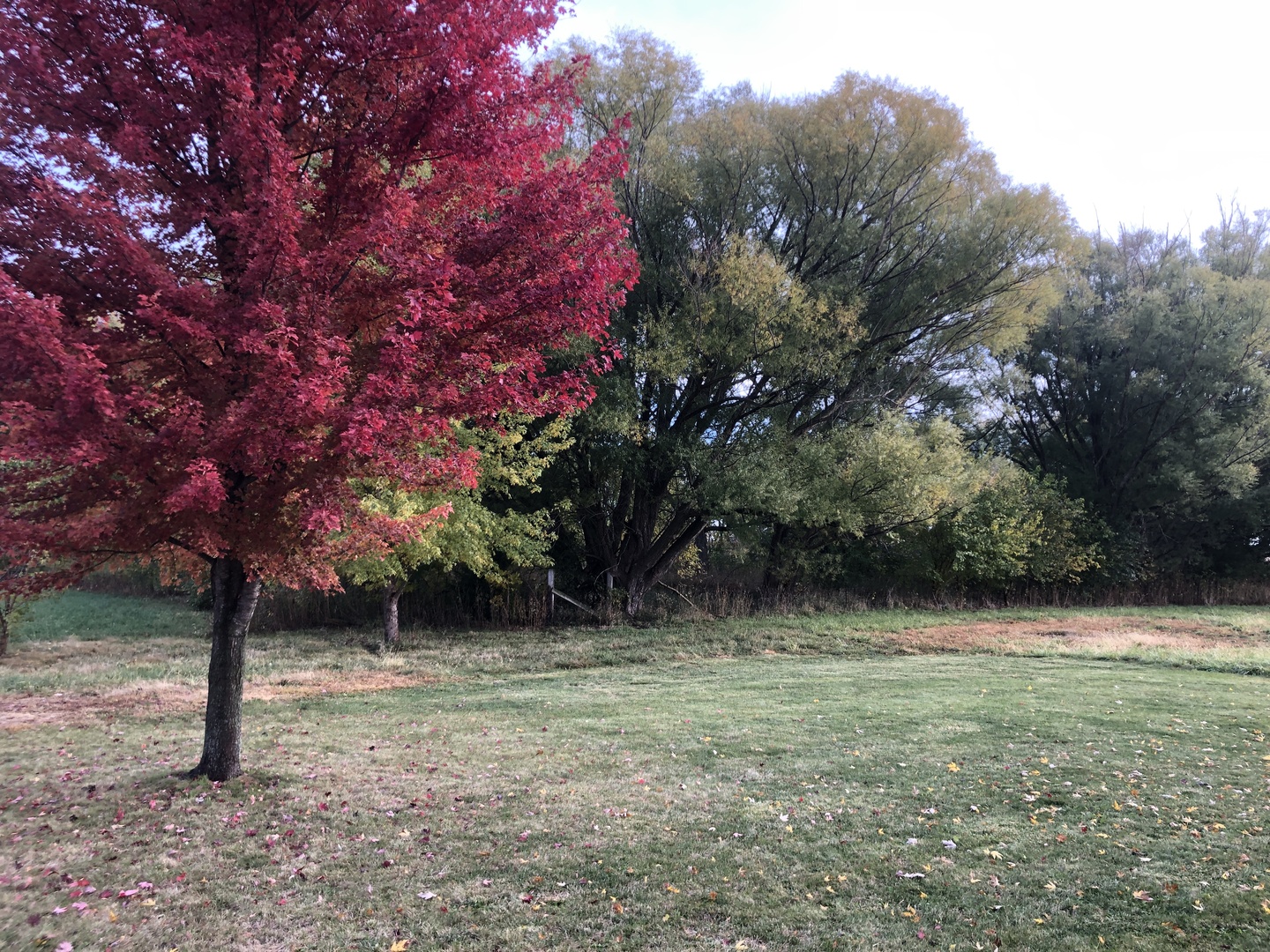 101 East Third Dewitt, IL 61735 - Photo 15 of 15 a backyard of a house with lots of green space