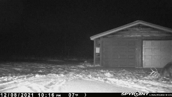 2158 North State Road Luther, MI 49656 - Photo 11 of 92 deer cam