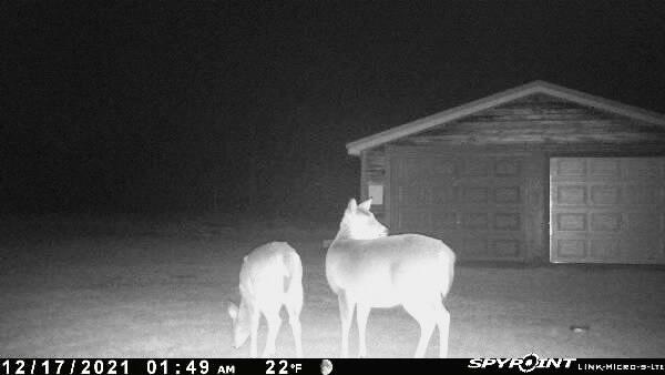 2158 North State Road Luther, MI 49656 - Photo 12 of 92 Deer Cam 2