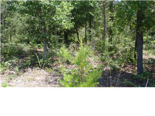 1583 Hinote Road DeFuniak Springs, FL 32433 - Photo 17 of 23 a black and white photo of a forest