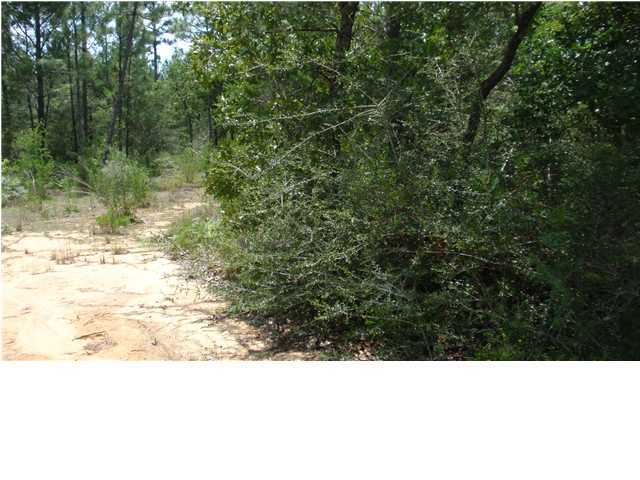 1583 Hinote Road DeFuniak Springs, FL 32433 - Photo 5 of 23 a black and white photo of a forest