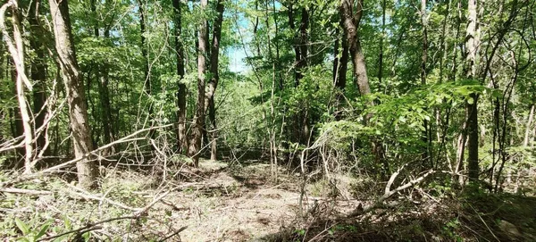 a view of a yard