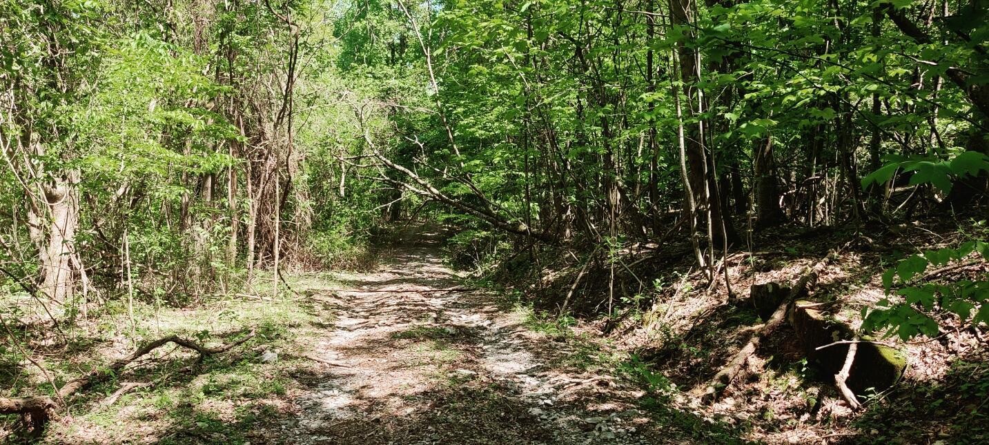 0 Coburntown (lot 13) Road South Pittsburg, TN 37380 - Photo 3 of 17 a view of a yard with plants and trees