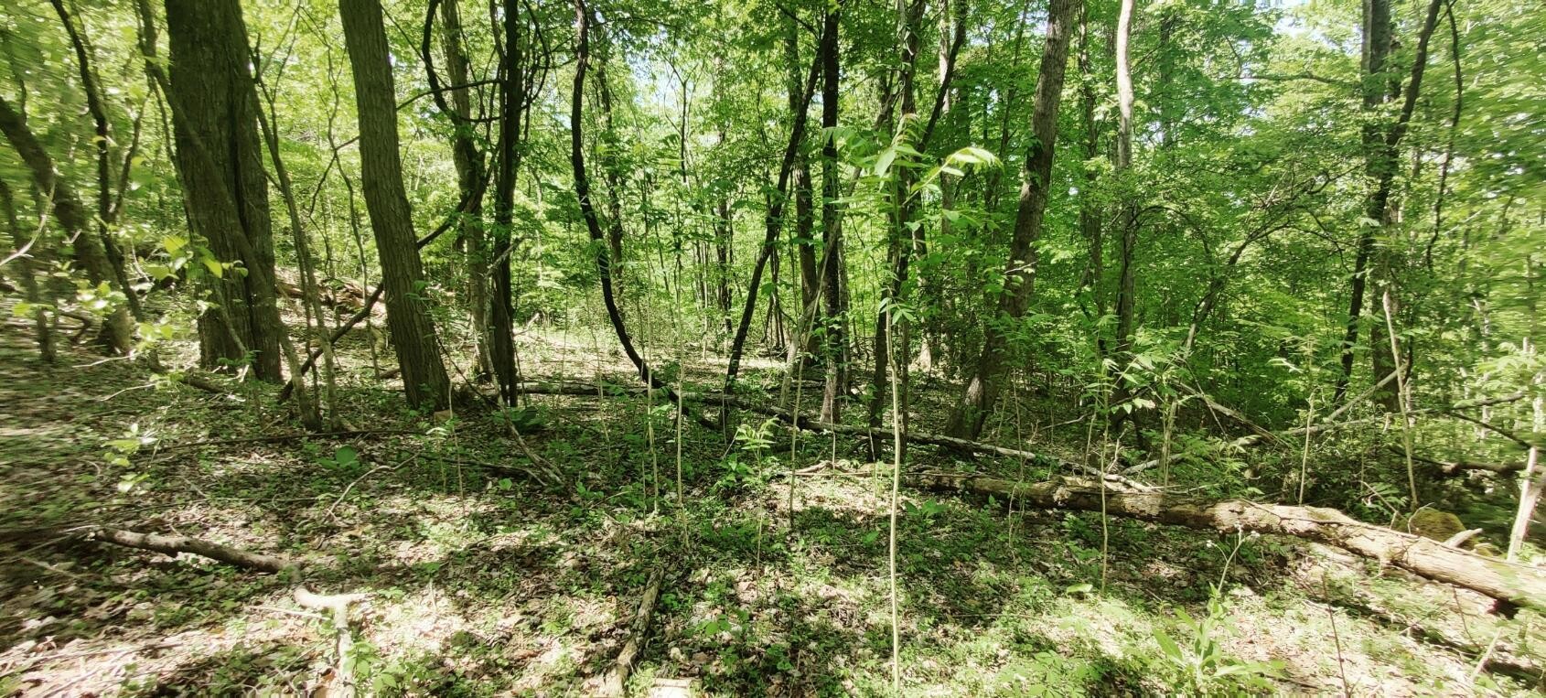 0 Coburntown (lot 13) Road South Pittsburg, TN 37380 - Photo 5 of 17 a view of forest