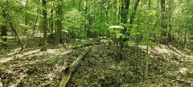 a view of a tree in a forest