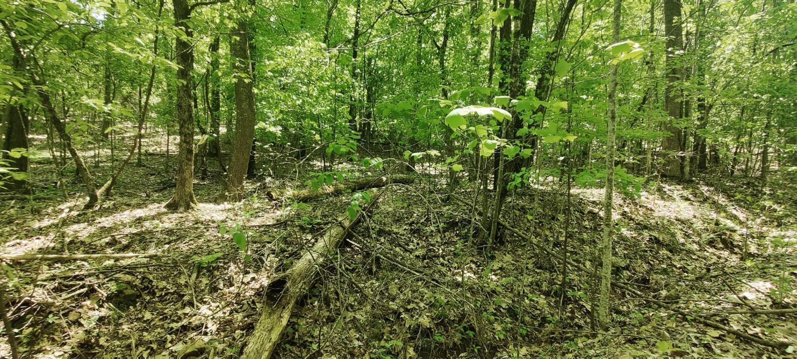 0 Coburntown (lot 13) Road South Pittsburg, TN 37380 - Photo 9 of 18 a view of a tree in a forest