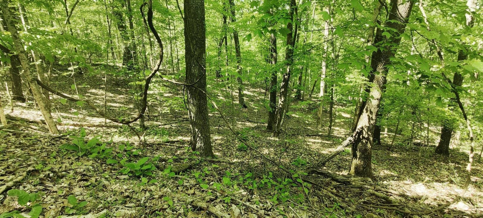 0 Coburntown (lot 13) Road South Pittsburg, TN 37380 - Photo 10 of 17 a view of forest