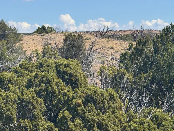 a view of a dry yard