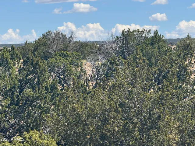 a close up of a tree in a field