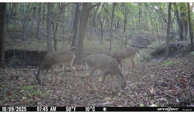 $480,000 | East 280th Street, Ridgeway, MO 64481