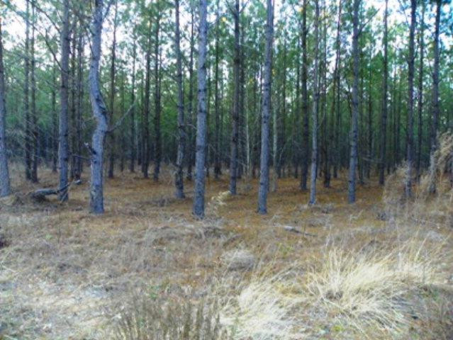 Lot 3 Skyland Farm Road Williston, SC 29853 - Photo 2 of 5 Gallery Image 2