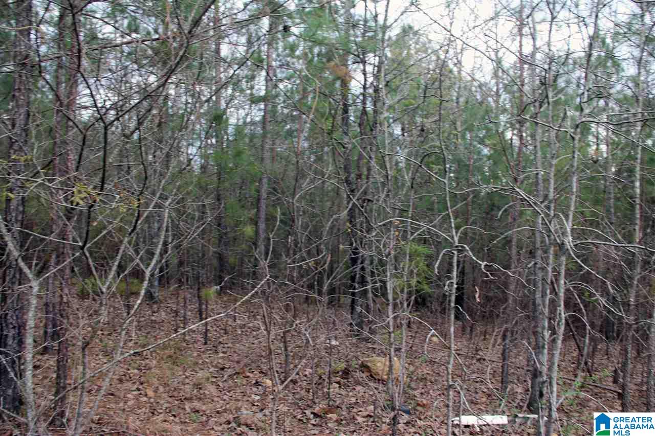 255 Lakeside Lane Alpine, AL 35014 - Photo 5 of 12