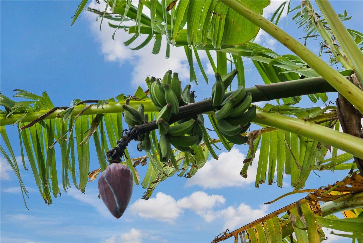 50 Uakoko Place Haiku, HI 96708 - Photo 40 of 49