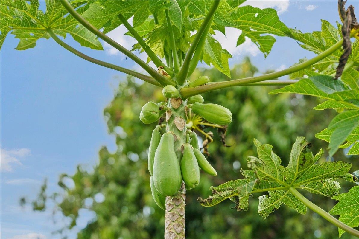 50 Uakoko Place Haiku, HI 96708 - Photo 41 of 49