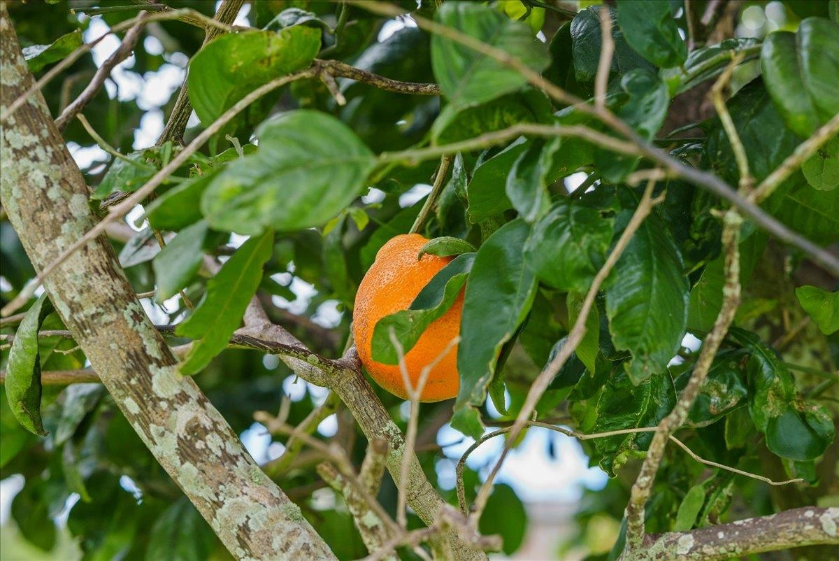 50 Uakoko Place Haiku, HI 96708 - Photo 42 of 49