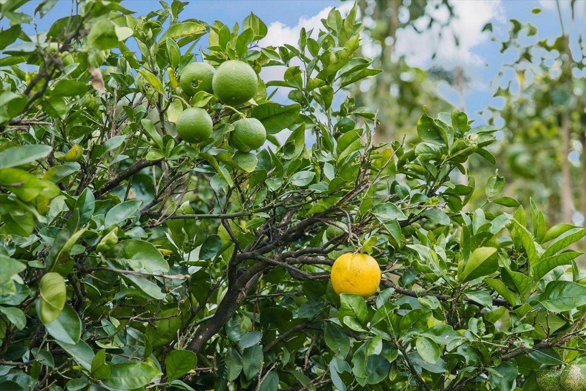 50 Uakoko Place Haiku, HI 96708 - Photo 43 of 49