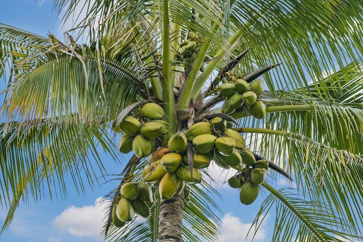 50 Uakoko Place Haiku, HI 96708 - Photo 44 of 49