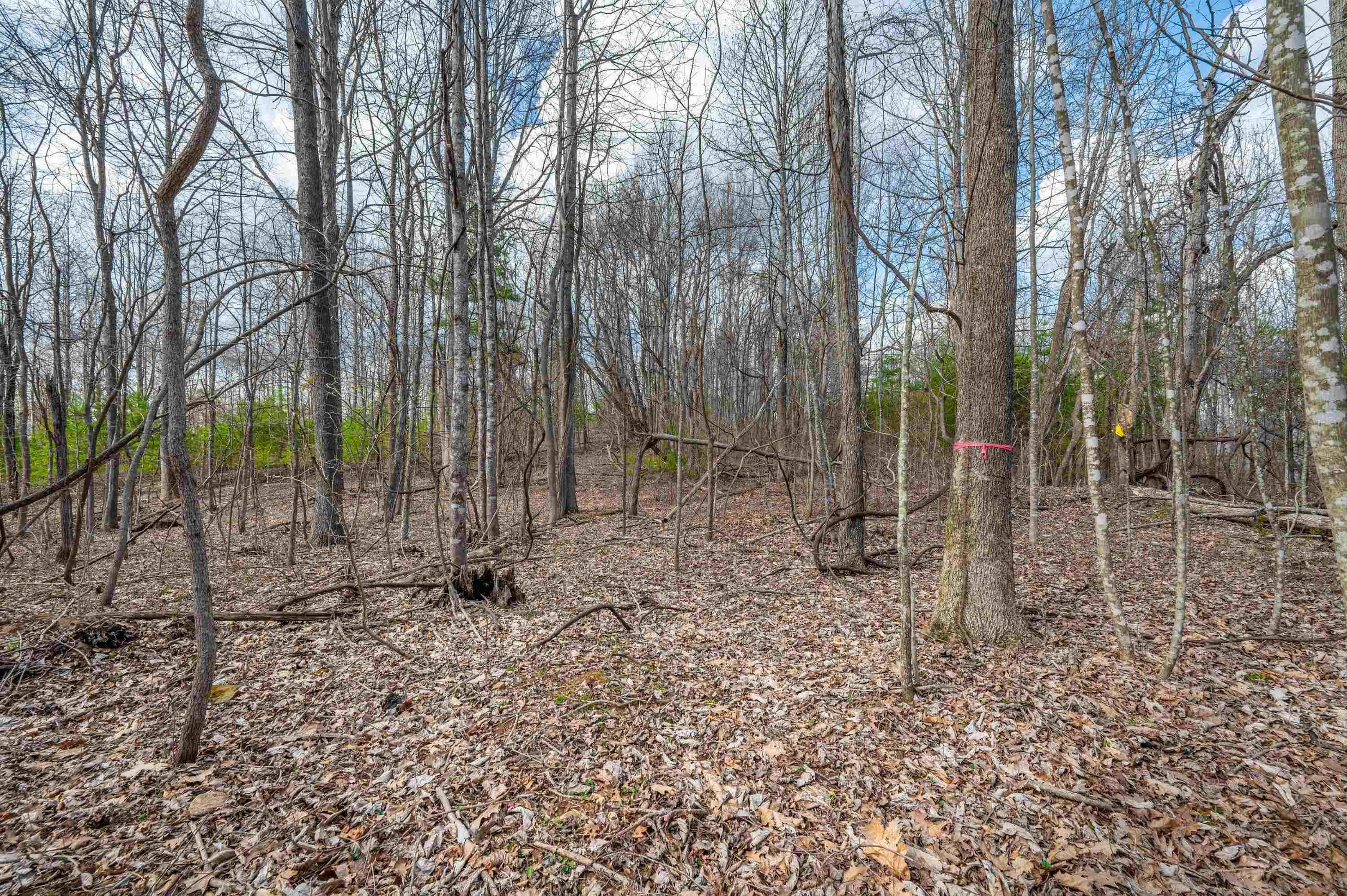 2301 Buffalo Mountain Road Southwest Willis, VA 24380 - Photo 17 of 37 Gallery Image 17