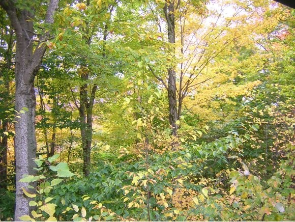 33-2 Clearbrook Road, Unit 2 Lincoln, NH 03251 - Photo 9 of 28 Gallery Image 9