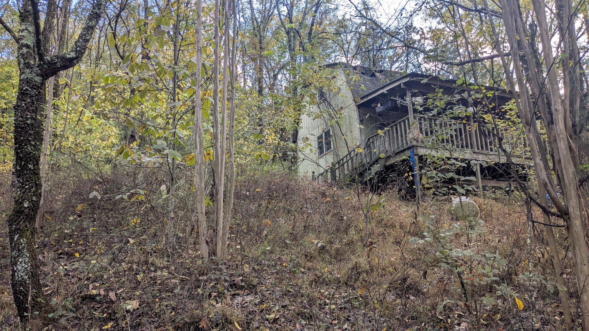 a backyard of a house with lots of plants and large trees