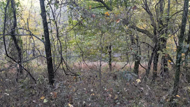 a view of a forest with lots of trees