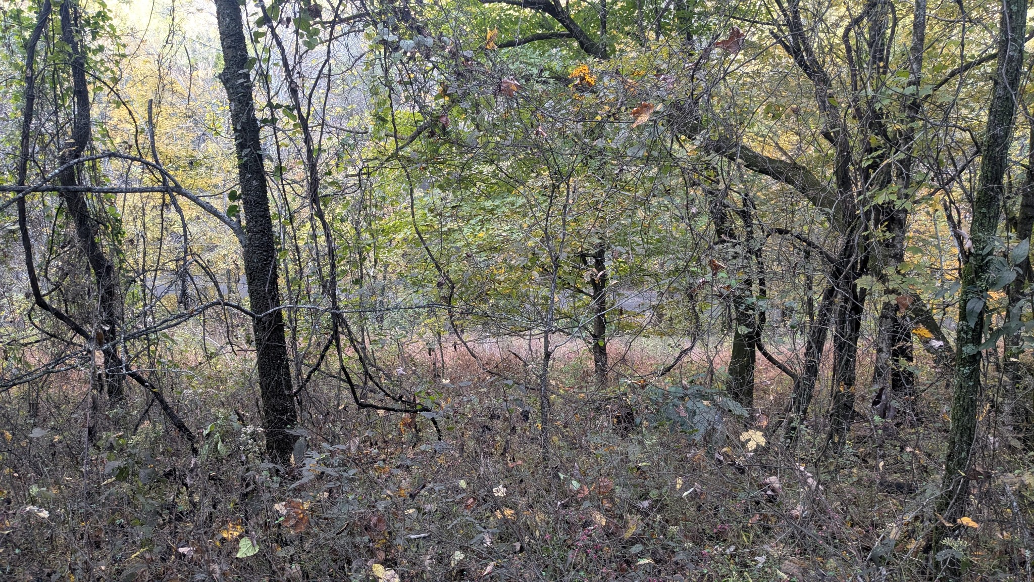 0 Greenvale Road Auburntown, TN 37016 - Photo 11 of 16 a view of a forest with lots of trees