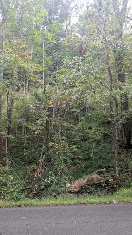 a view of a forest with trees and that has lots of trees