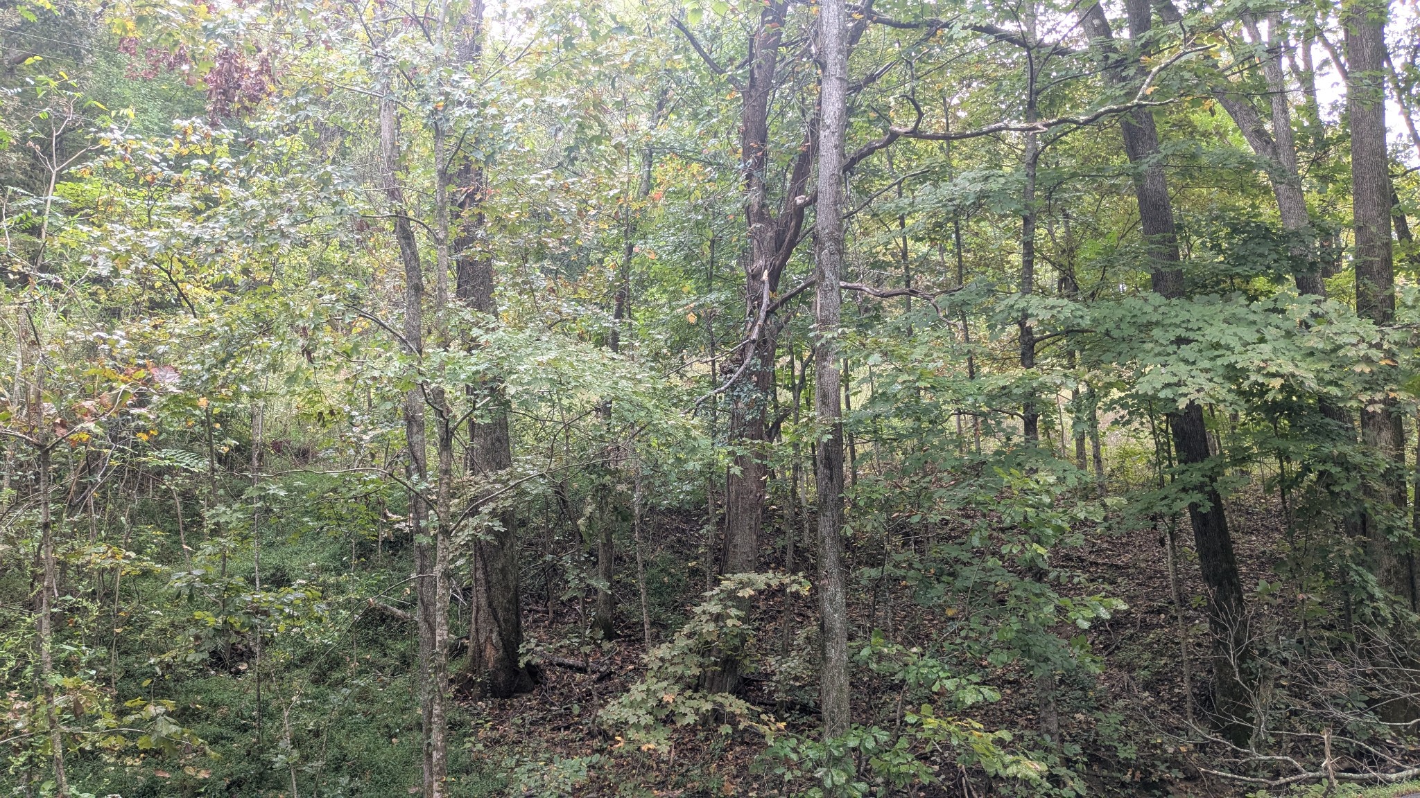 0 Greenvale Road Auburntown, TN 37016 - Photo 13 of 16 a view of a forest with trees and that has lots of trees