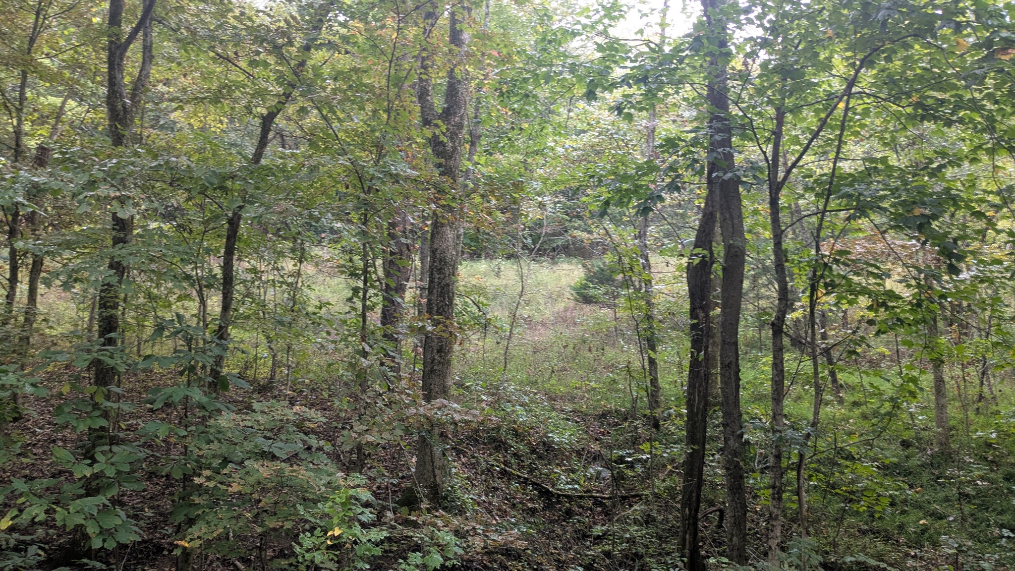 0 Greenvale Road Auburntown, TN 37016 - Photo 14 of 16 a view of a forest with a yard