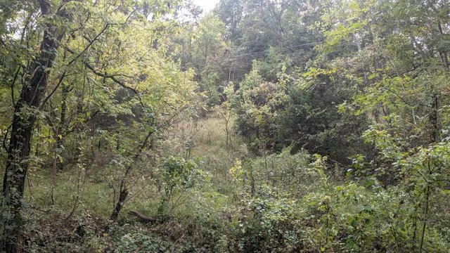 a close view of a small yard