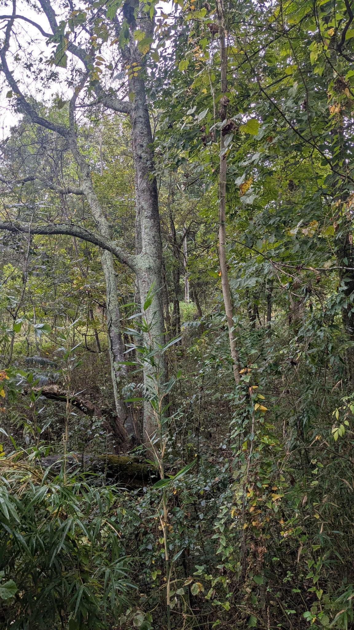 0 Greenvale Road Auburntown, TN 37016 - Photo 16 of 16 a close view of a small yard