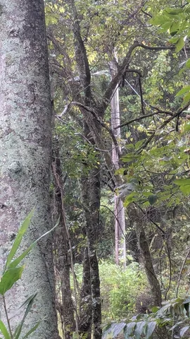 a backyard of a house with lots of trees