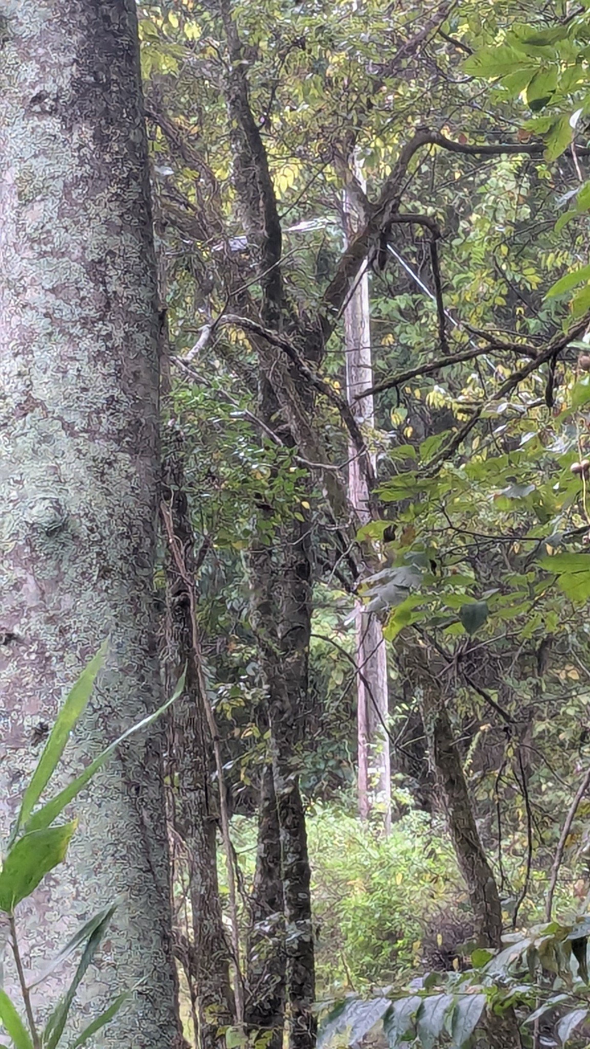 0 Greenvale Road Auburntown, TN 37016 - Photo 2 of 16 a backyard of a house with lots of trees
