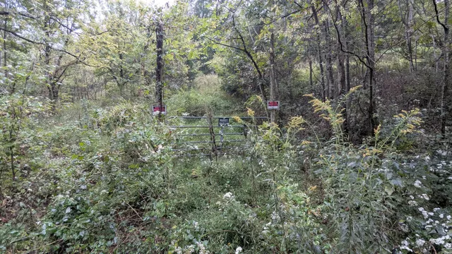 a view of a forest with a tree