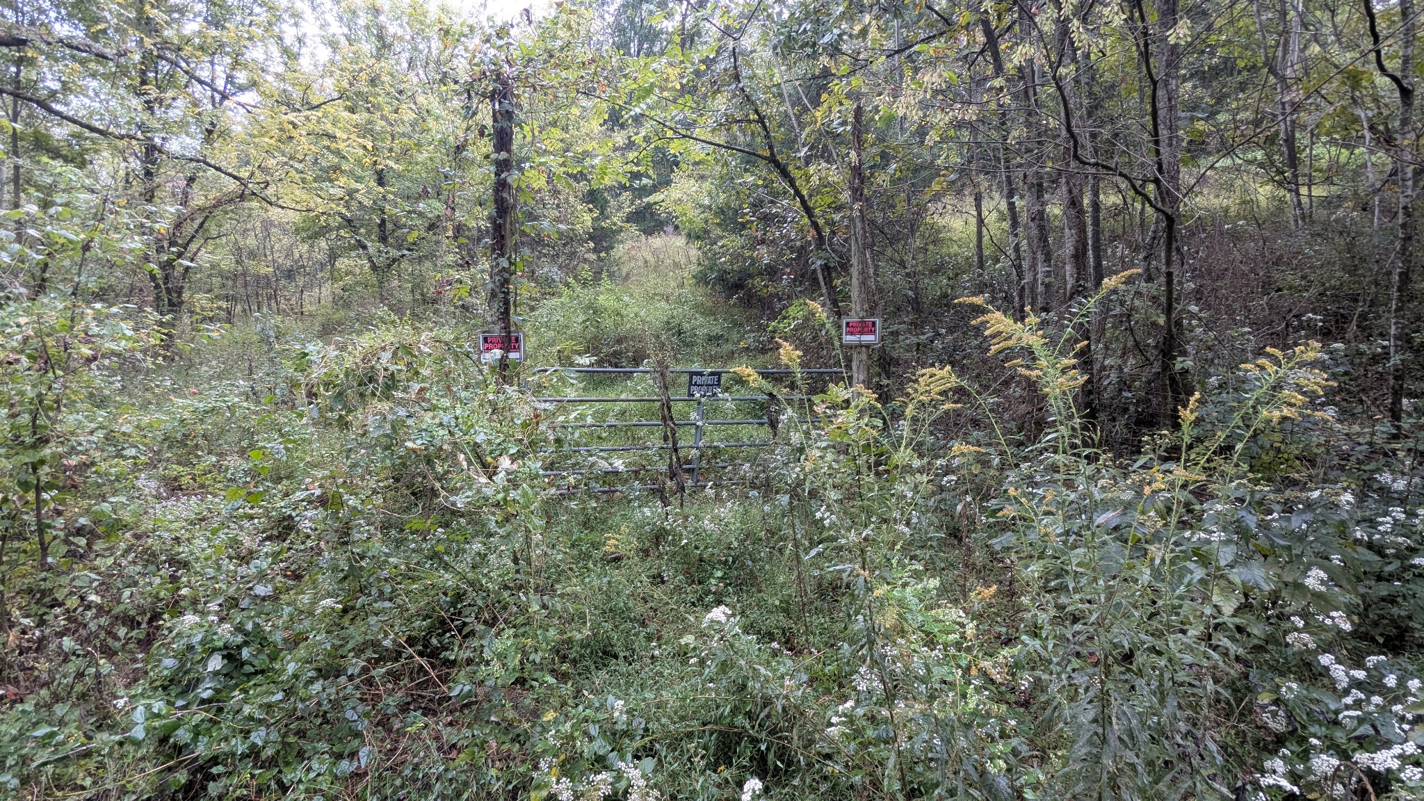 0 Greenvale Road Auburntown, TN 37016 - Photo 3 of 16 a view of a forest with a tree