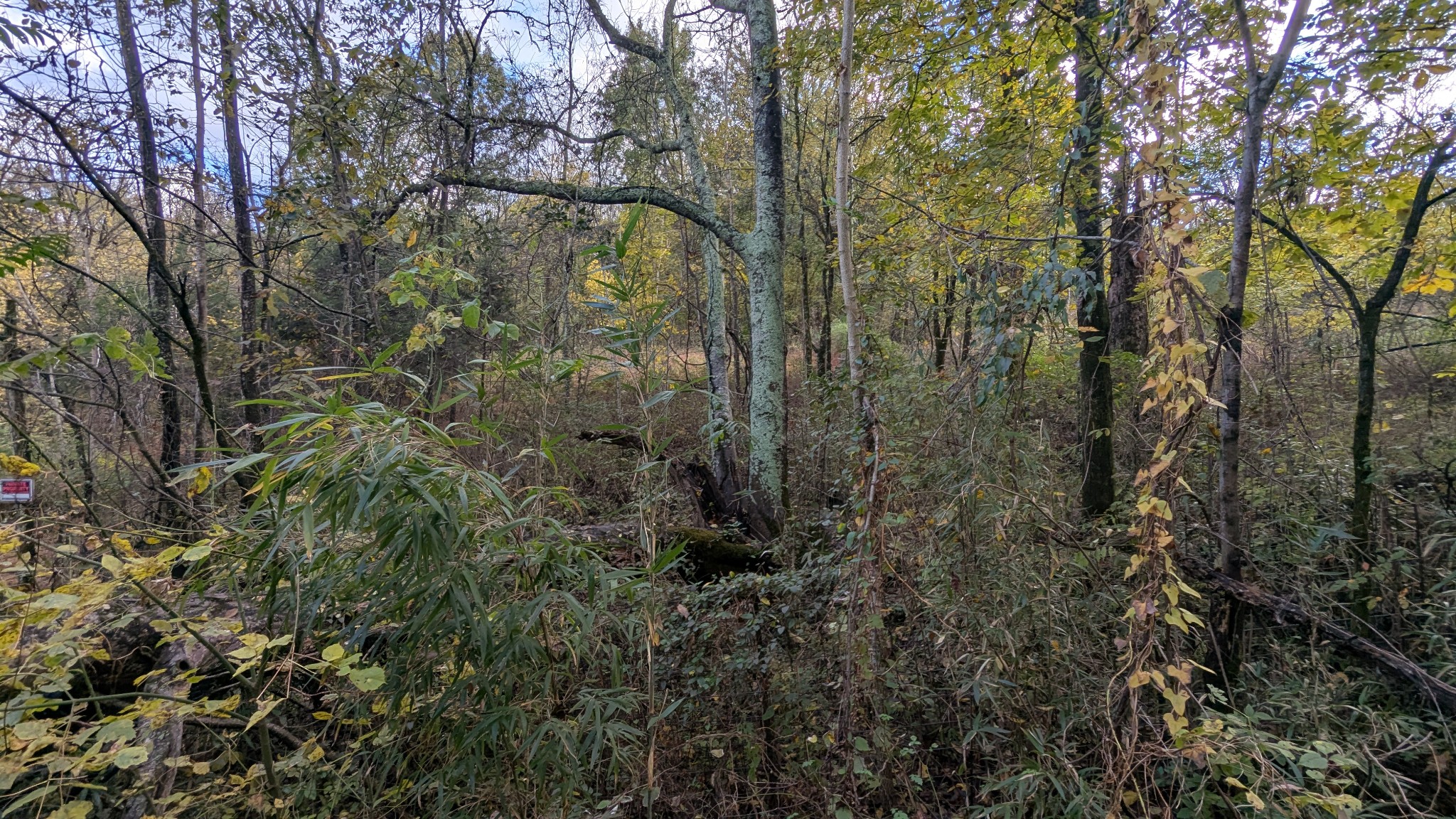 0 Greenvale Road Auburntown, TN 37016 - Photo 5 of 16 a view of a forest with a tree
